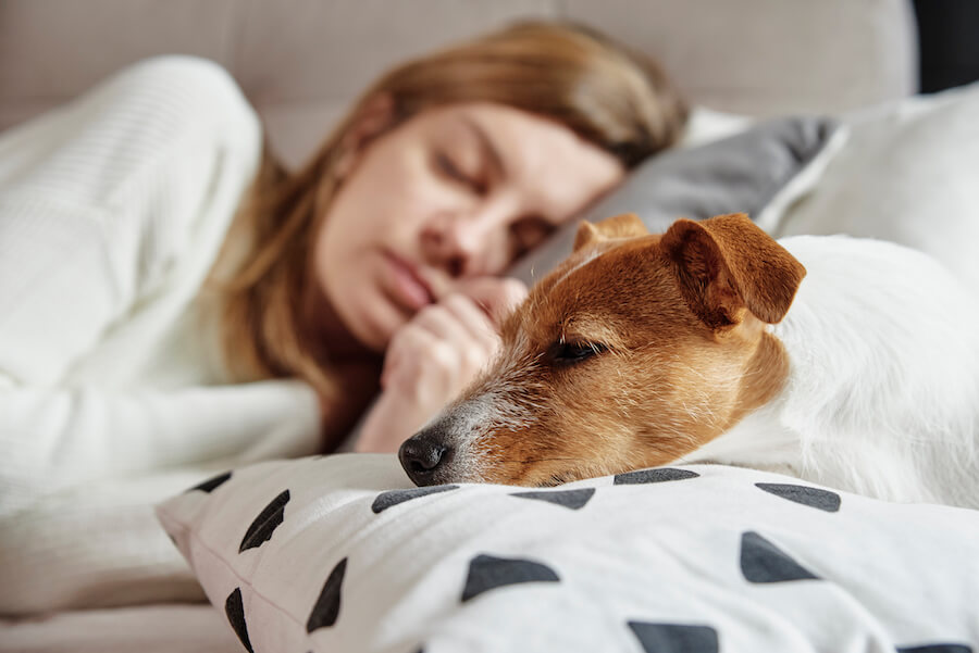 Spanie z psem w jednym łóżku - czy to dobre rozwiązanie dla nas i naszego pupila?