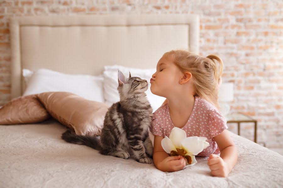 Jak usunąć zapach moczu kota z łóżka?